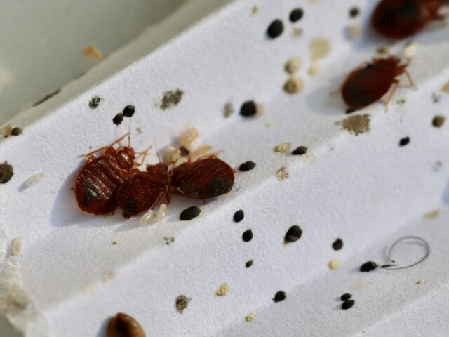 Bed Bug Traps